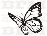 /album/hmyz/hmyz-22-jpg/